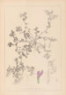 Herbier de la flore française Pl0449 - Louis Antoine Cusin — vy av konstverket