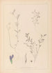 Herbier de la flore française Pl0450 - Louis Antoine Cusin — vy av konstverket