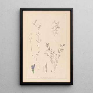 Louis Antoine Cusin - Herbier de la flore franaise Pl0450.webp