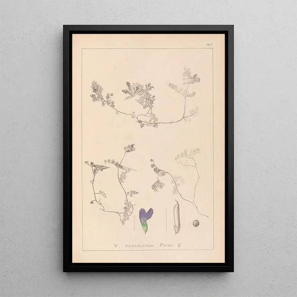Louis Antoine Cusin - Herbier de la flore franaise Pl0451.webp