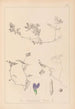 Herbier de la flore française Pl0451 - Louis Antoine Cusin — vy av konstverket