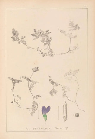 Louis Antoine Cusin - Herbier de la flore franaise Pl0451.webp