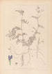 Herbier de la flore française Pl0452 - Louis Antoine Cusin — vy av konstverket