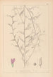 Herbier de la flore française Pl0453 - Louis Antoine Cusin — vy av konstverket