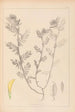 Herbier de la flore française Pl0454 - Louis Antoine Cusin — vy av konstverket