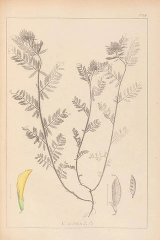 Louis Antoine Cusin - Herbier de la flore franaise Pl0454.webp