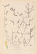 Herbier de la flore française Pl0456 - Louis Antoine Cusin — vy av konstverket