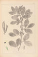 Herbier de la flore française Pl0457 - Louis Antoine Cusin — vy av konstverket