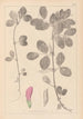 Herbier de la flore française Pl0458 - Louis Antoine Cusin — vy av konstverket