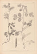 Herbier de la flore française Pl0459 - Louis Antoine Cusin — vy av konstverket
