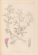 Herbier de la flore française Pl0460 - Louis Antoine Cusin — vy av konstverket