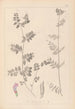 Herbier de la flore française Pl0461 - Louis Antoine Cusin — vy av konstverket