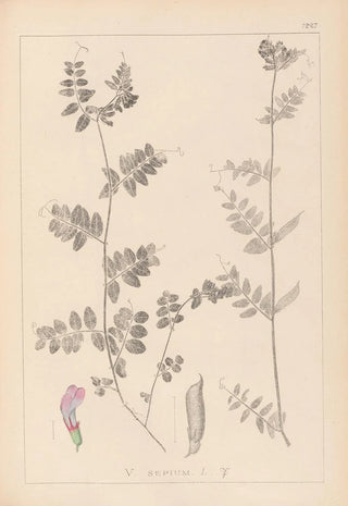 Louis Antoine Cusin - Herbier de la flore franaise Pl0461.webp