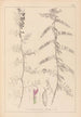 Herbier de la flore française Pl0462 - Louis Antoine Cusin — vy av konstverket