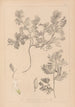 Herbier de la flore française Pl0463 - Louis Antoine Cusin — vy av konstverket
