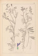 Herbier de la flore française Pl0464 - Louis Antoine Cusin — vy av konstverket
