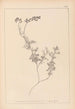Herbier de la flore française Pl0465 - Louis Antoine Cusin — vy av konstverket