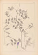 Herbier de la flore française Pl0467 - Louis Antoine Cusin — vy av konstverket