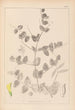Herbier de la flore française Pl0468 - Louis Antoine Cusin — vy av konstverket