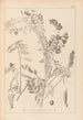 Herbier de la flore française Pl0469 - Louis Antoine Cusin — vy av konstverket