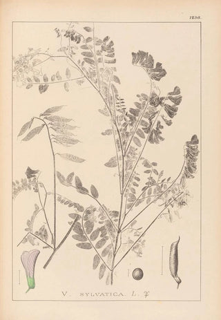 Louis Antoine Cusin - Herbier de la flore franaise Pl0469.webp