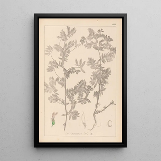 Louis Antoine Cusin - Herbier de la flore franaise Pl0470.webp