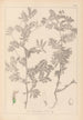 Herbier de la flore française Pl0470 - Louis Antoine Cusin — vy av konstverket