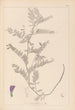 Herbier de la flore française Pl0471 - Louis Antoine Cusin — vy av konstverket