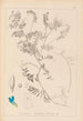 Herbier de la flore française Pl0472 - Louis Antoine Cusin — vy av konstverket