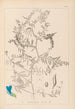 Herbier de la flore française Pl0473 - Louis Antoine Cusin — vy av konstverket