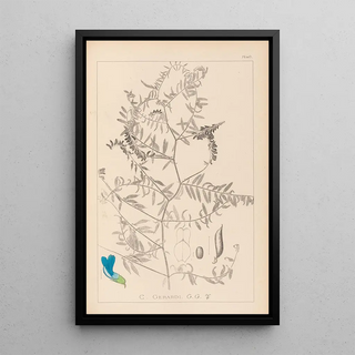 Louis Antoine Cusin - Herbier de la flore franaise Pl0473.webp