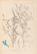 Herbier de la flore française Pl0474 - Louis Antoine Cusin — vy av konstverket