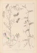 Herbier de la flore française Pl0475 - Louis Antoine Cusin — vy av konstverket