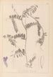 Herbier de la flore française Pl0476 - Louis Antoine Cusin — vy av konstverket
