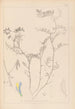 Herbier de la flore française Pl0477 - Louis Antoine Cusin — vy av konstverket