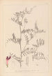 Herbier de la flore française Pl0478 - Louis Antoine Cusin — vy av konstverket