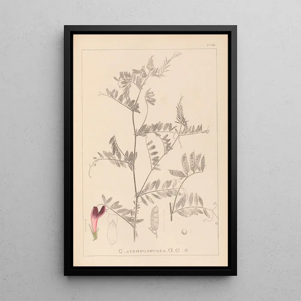 Louis Antoine Cusin - Herbier de la flore franaise Pl0478.webp