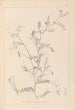 Herbier de la flore française Pl0479 - Louis Antoine Cusin — vy av konstverket