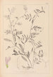 Herbier de la flore française Pl0480 - Louis Antoine Cusin — vy av konstverket