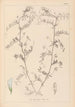 Herbier de la flore française Pl0482 - Louis Antoine Cusin — vy av konstverket