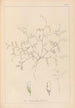 Herbier de la flore française Pl0483 - Louis Antoine Cusin — vy av konstverket