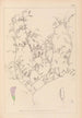 Herbier de la flore française Pl0484 - Louis Antoine Cusin — vy av konstverket