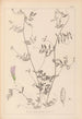 Herbier de la flore française Pl0485 - Louis Antoine Cusin — vy av konstverket