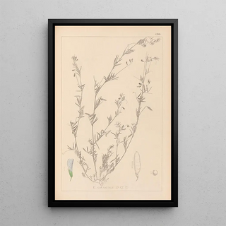 Louis Antoine Cusin - Herbier de la flore franaise Pl0486.webp