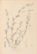 Herbier de la flore française Pl0486 - Louis Antoine Cusin — vy av konstverket