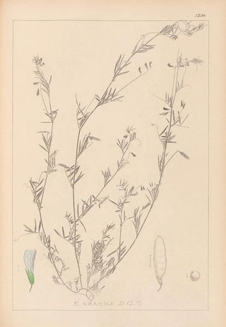 Louis Antoine Cusin - Herbier de la flore franaise Pl0486.webp