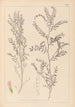 Herbier de la flore française Pl0487 - Louis Antoine Cusin — vy av konstverket