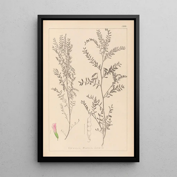 Louis Antoine Cusin - Herbier de la flore franaise Pl0487.webp