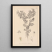 Herbier de la flore française Pl0488 - Louis Antoine Cusin — inramlat konstverk på väggen