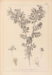 Herbier de la flore française Pl0488 - Louis Antoine Cusin — vy av konstverket